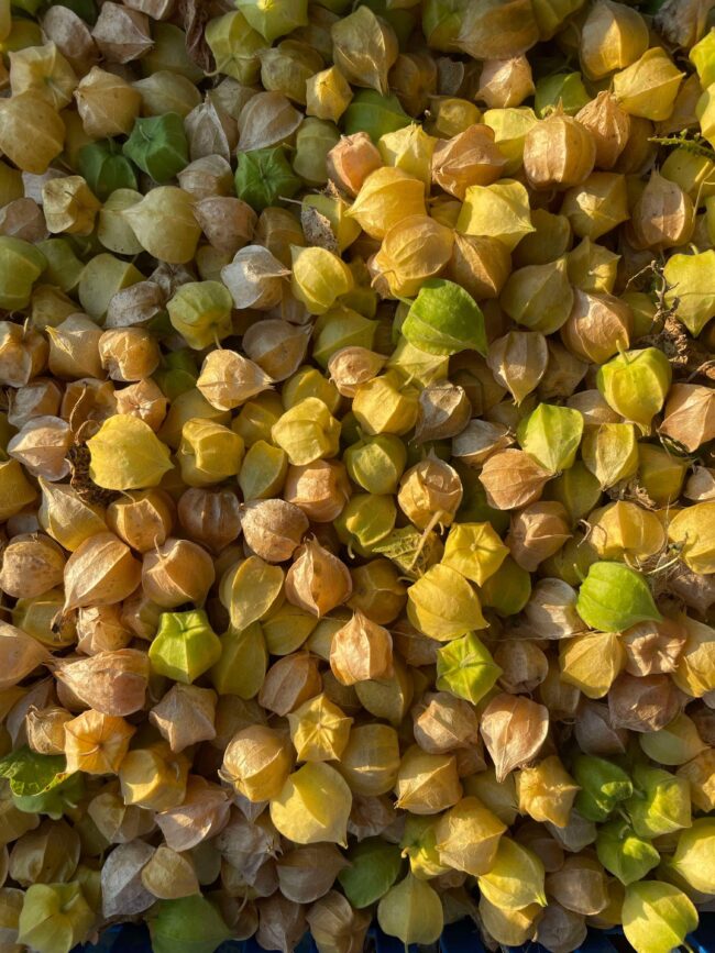 Comment poussent mes légumes ?