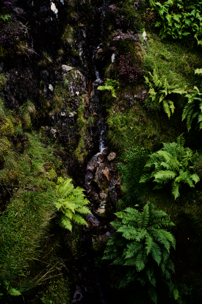 Semaine nationale de l’arbre et des forêts